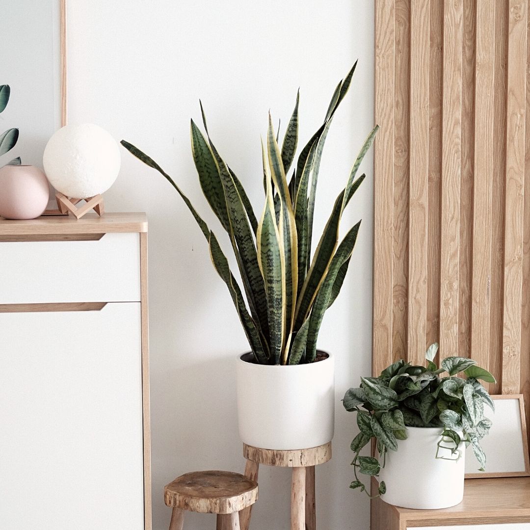 Snake Plant In White Pot next to plant and cabinet